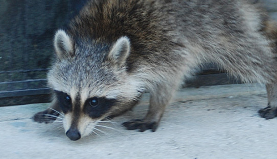 Raccoon Removal in Hammond