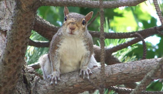 Squirrel Removal in Hammond